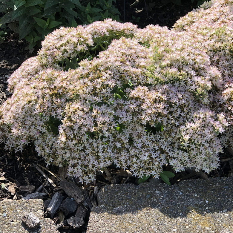Sedum Rock N - Round Bundle of Joy